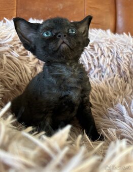 Devon Rex - 3