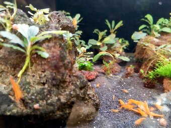 Predám krevetky Neocaridina Orange Sunkit grade SS - 3