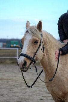 QH palomino kobyla - 3