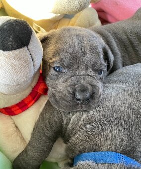 Cane corso šteniatka - 3