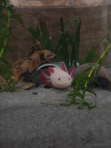 Axolotl mexicky - 3