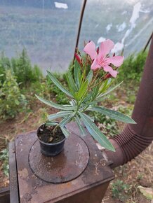 Oleander - 3