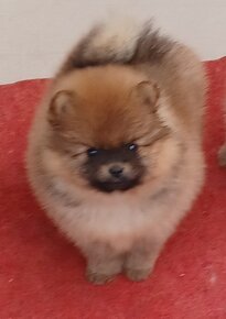 Nemecky spic pomeranian - 3