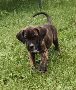 Cane Corso - 3