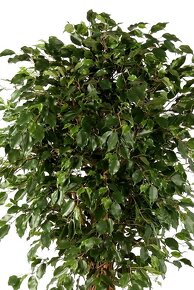 Umelý strom FICUS LIANA EXOTICA DELUXE 240cm - 2ks - 3