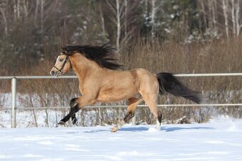 Připouštění Welsh pony - 3