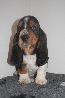 Basset hound šteniatka - 3