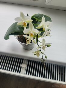 Mini orchid - 3