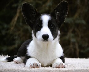 Welsh Corgi Cardigan FCI- krásná dívka - 3