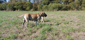 Predam krasne steniatko Kanarska Doga / Presa Canario s PP - 3