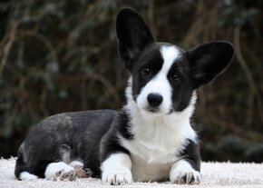 Welsh Corgi Cardigan Krásna FCI dievčina - 3