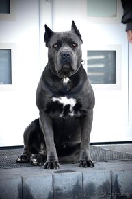 Šteniatka Cane Corso s PP FCI - 3