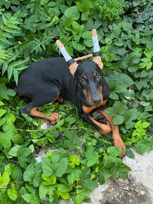 Doberman - 3