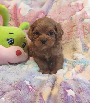 Cavapoo - 3