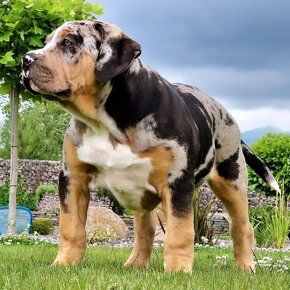 American bully xl - 3