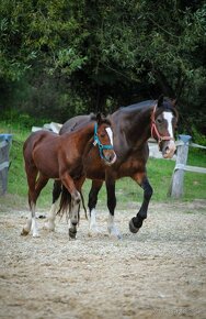 Welsh cob D - 3