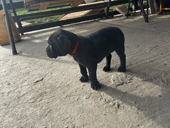 Predám/eladó Cane Corso - 3