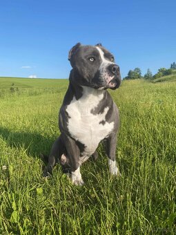 Krytie - STAFORD - AMERICKÝ STAFORDŠÍRSKY TERIÉR (amstaff) - 3