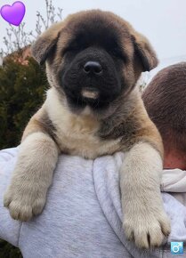 Americká akita (American akita) - 3