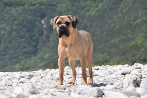 Cane Corso s PP FCI - - 3