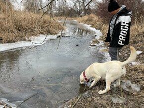 Darujem šikovného a hravého bieleho Labradora - 3