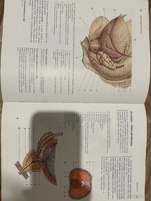 Anatómia Čihák, anatómie 1,2,3 - 3