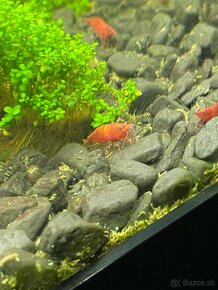 Krevetky Neocaridina Davidi Sakura Red - 3