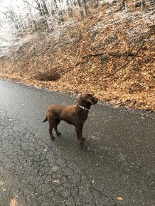 Čokoladovy labrador na krytie. - 3