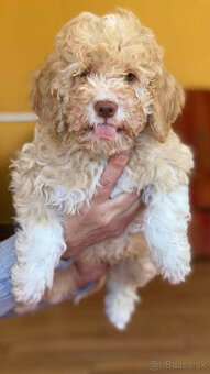 LAGOTTO ROMAGNOLO STENIATKA s PP - 3