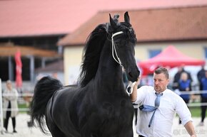 ŠAMPIONKA FRÍZSKÝCH KONÍ 2024 - 3