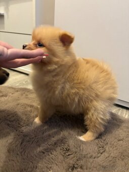 Pomeranian,pomerian - 3