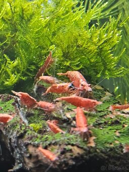 Krevetky neocaridina yelow a Red - 3