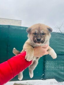 Akita inu - 3