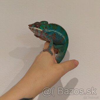 Chameleon pardalis - 3