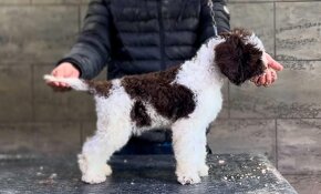 Lagotto romagnolo šteniatko - 3