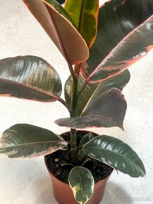 Ficus elastica - BELIZE - 3