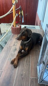 doberman - 3