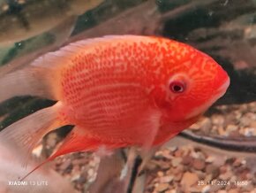 heros super red spotted 18-20cm - 3