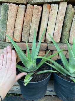 Aloe vera - 3