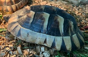 Predam suchozemsku korytnacku Testudo Marginata - 3