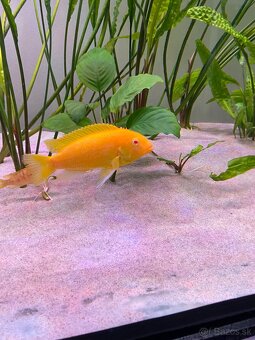 Labidochromis albino yellow - 3