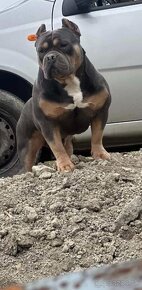 American Bully Pocket - 3