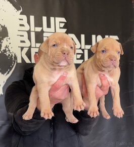 American bully xl, pitbull xxl - 3