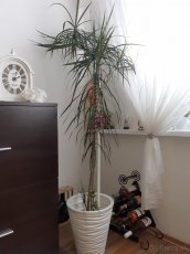 Dracena - 3