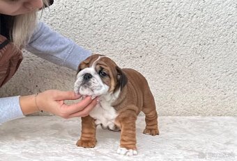 Anglicky Bulldog, buldog, buldok, englische bulldogge - 3