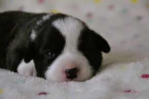 Welsh Corgi Cardigan FCI - 3