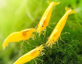 Neocaridina davidi neon yellow - 3