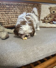 Shih tzu - 3