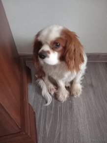 Cavalier king charles - 3