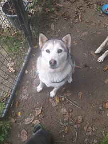 Darujem fenku sibirsky husky - 3